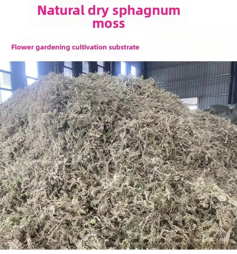 5kg 용량의 압축 건조 스페그넘 이끼, 화분 재배용으 - Sphagnum Moss Dry 리뷰 및 가격